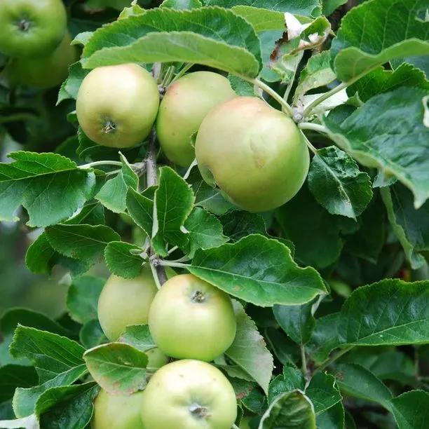 Limelight Apple (Malus domestica Limelight) Img 1